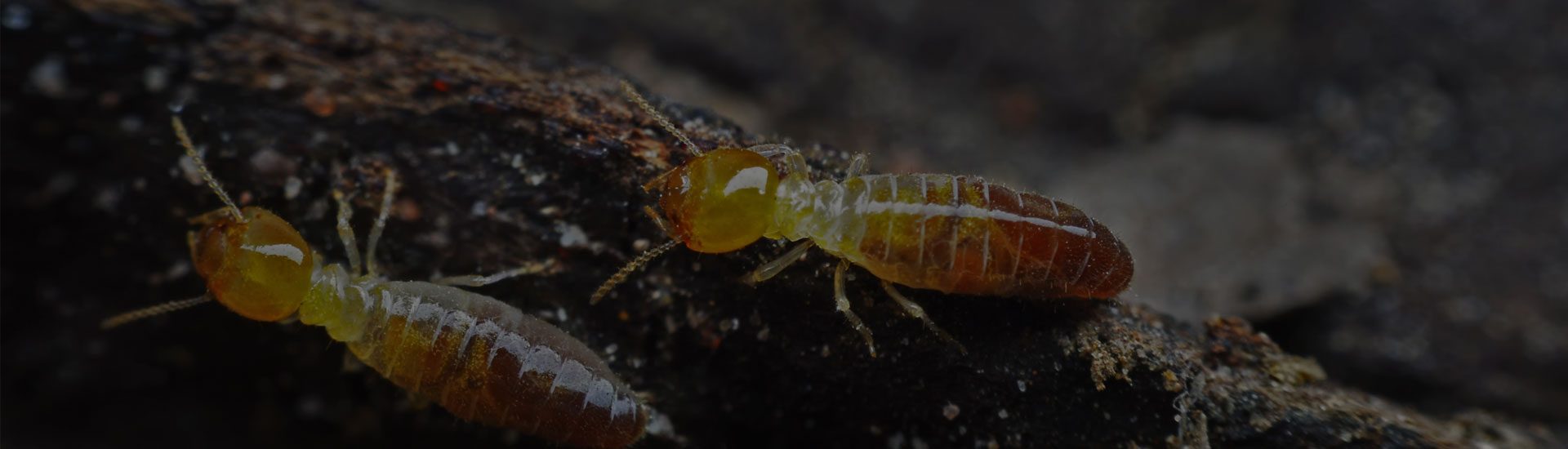 termite pest control in hyderabad
