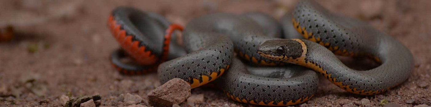 Snake Control Services in Hyderabad